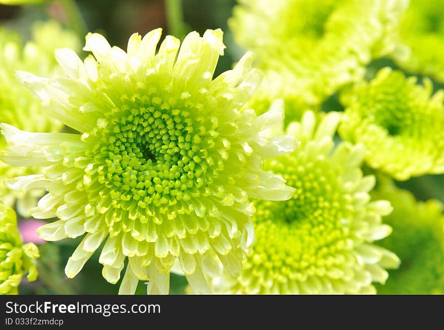 Chrysanthemum cluster in green color