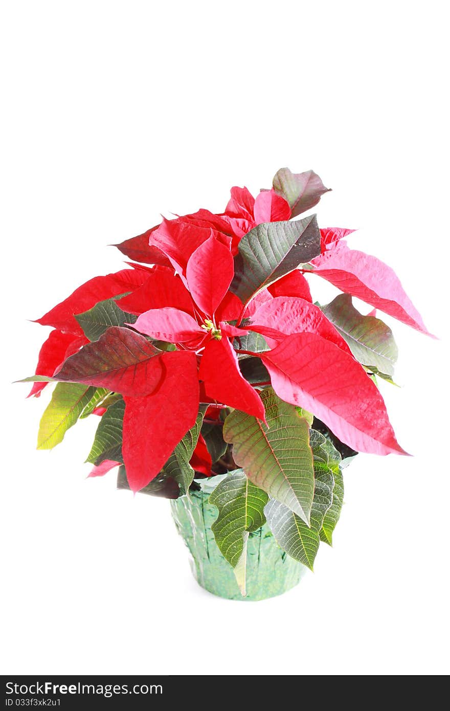 Red Christmas poinsettias on white