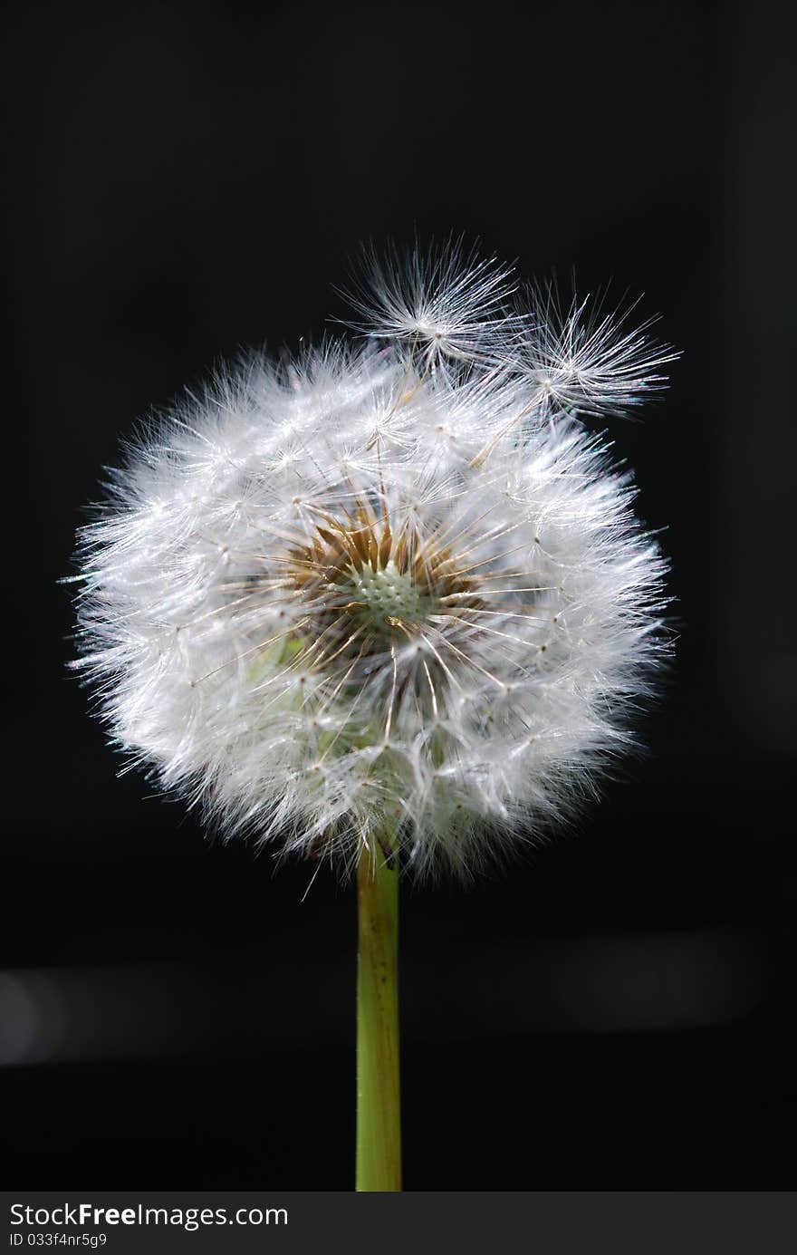 Dandelion seeds getting caught in the breeze. Dandelion seeds getting caught in the breeze