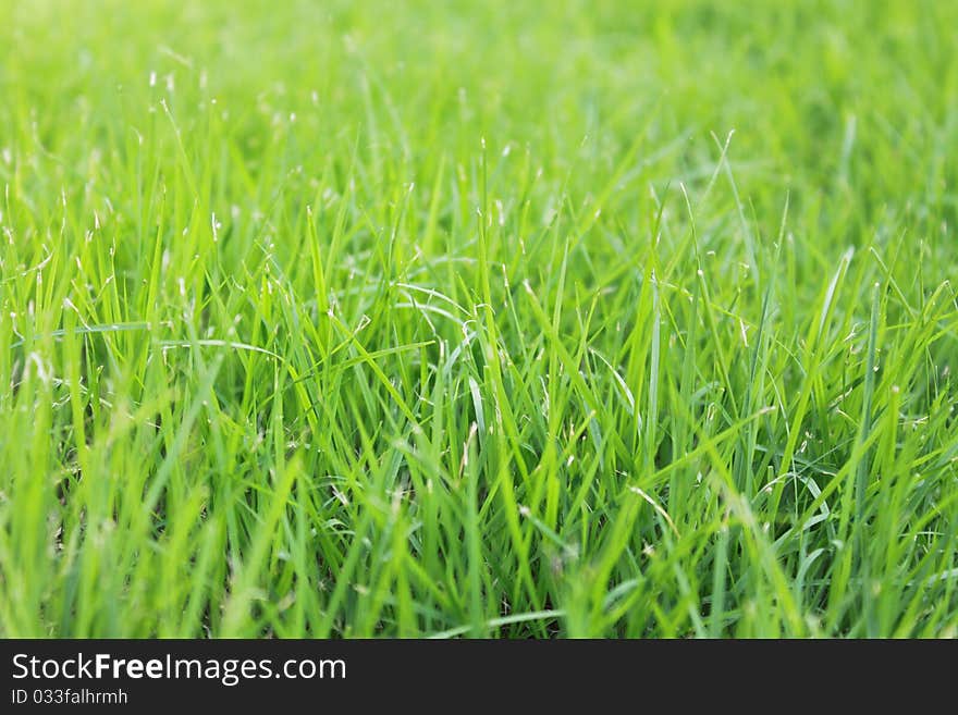 Green grass background closeup in a park in thailand