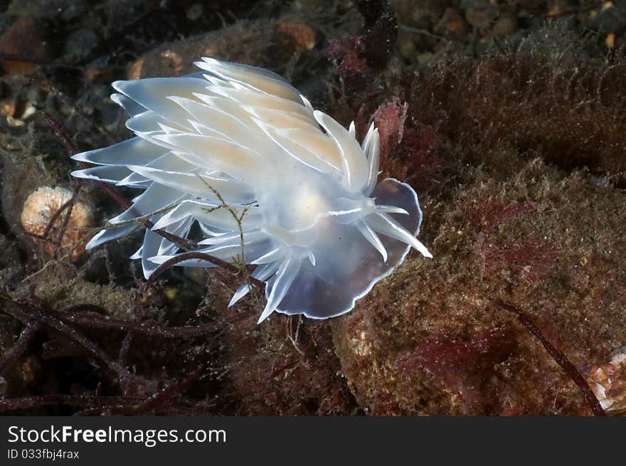 A alabaster dirona meanders it's way on the ocean floor