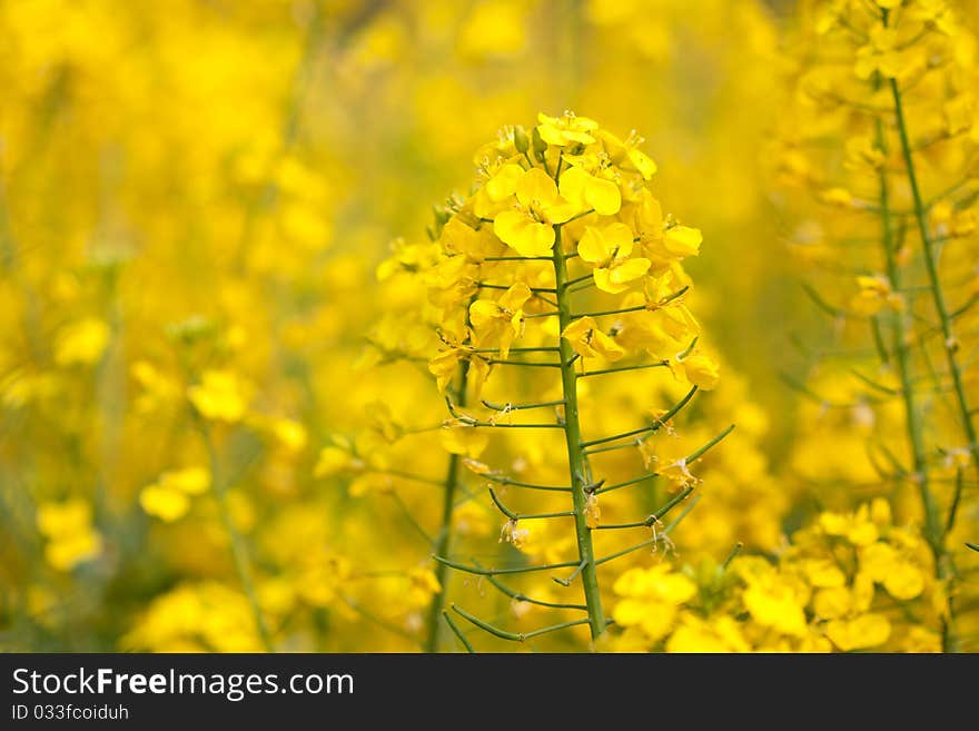 Rape blossoms