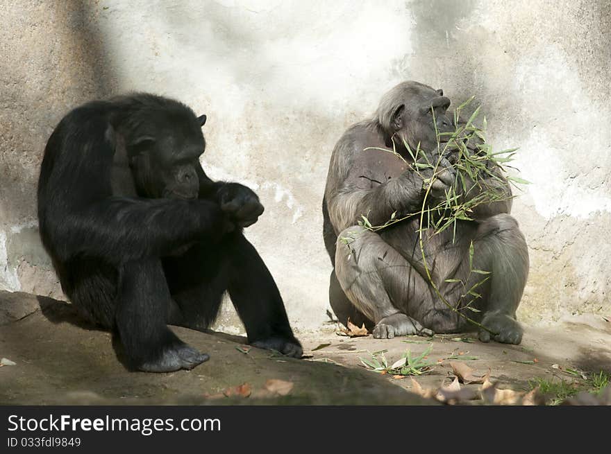 Two Chimpanzees at Zoo, one sleeping, one eating