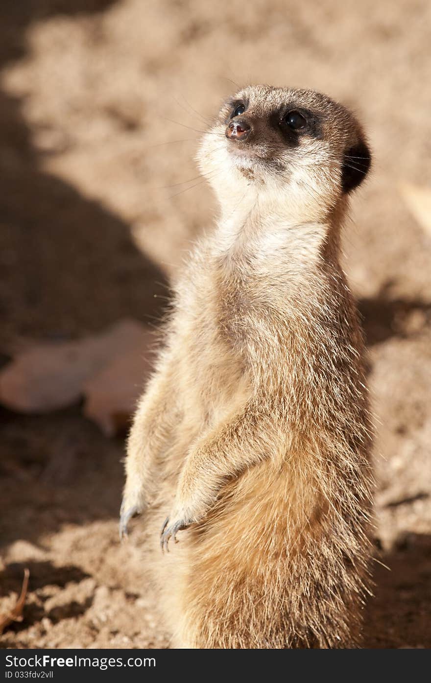 Suricate Or Meerkat Or Mongoose