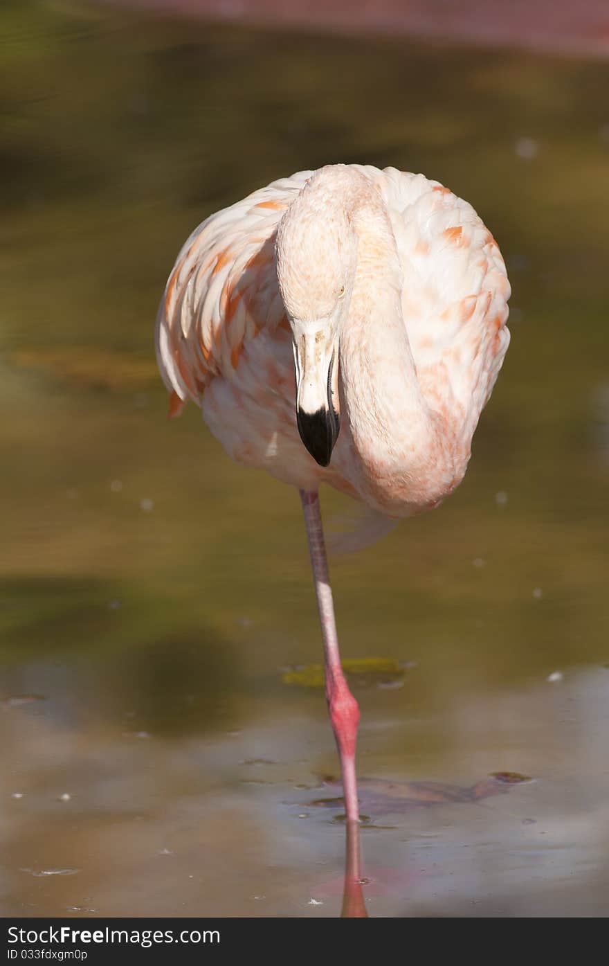 Flamingo resting