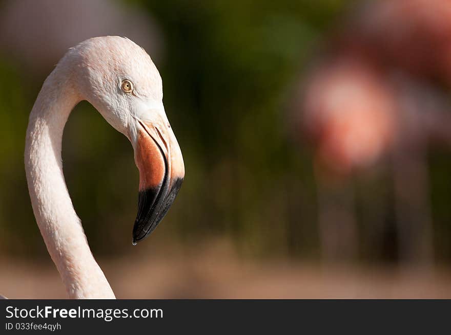 Chilean Flamingo Portrait