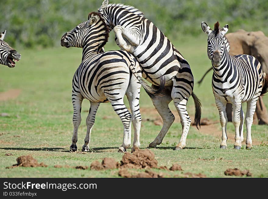 Zebra Fighting