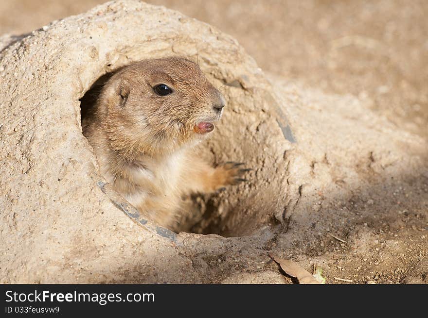 Black Tailed Prairie Dog