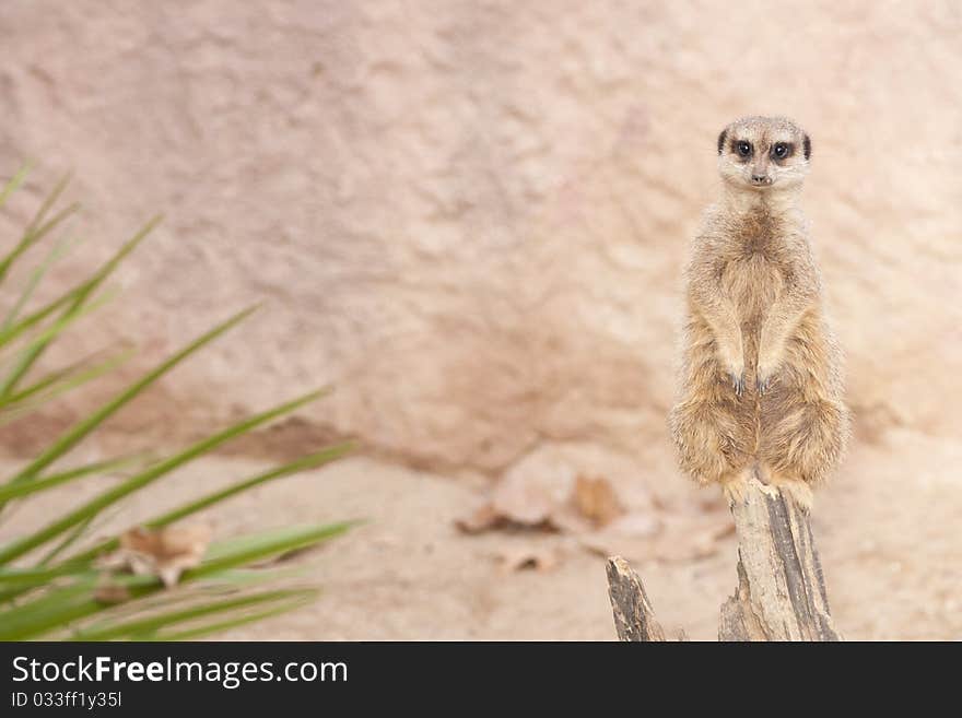 Suricate Or Mongoose Or Meerkat