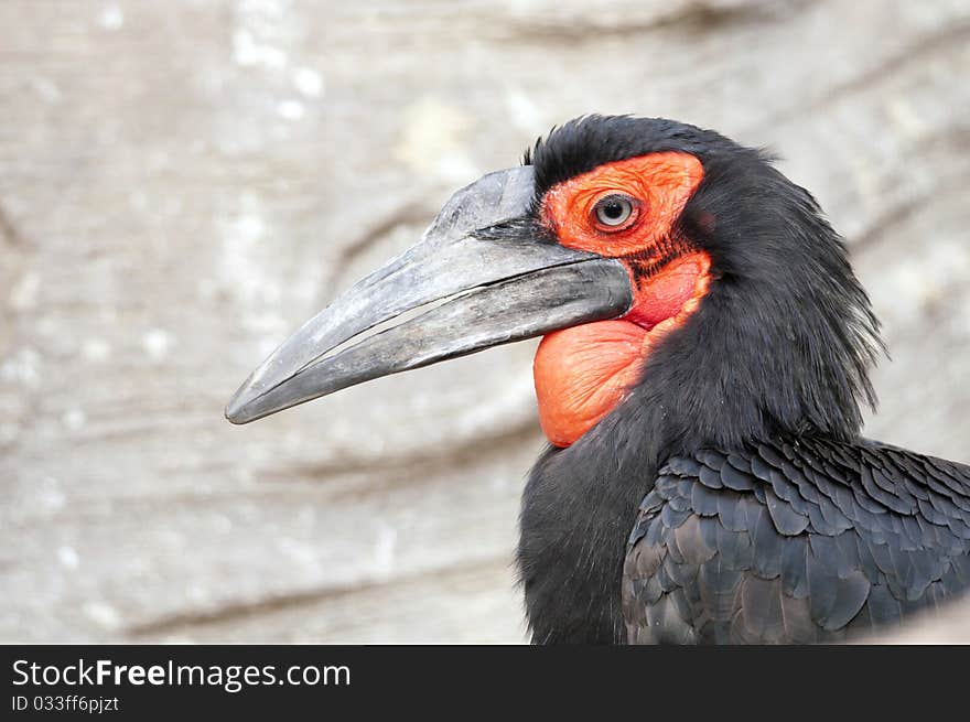 Cafer or Southern Ground Hornbill Portrait