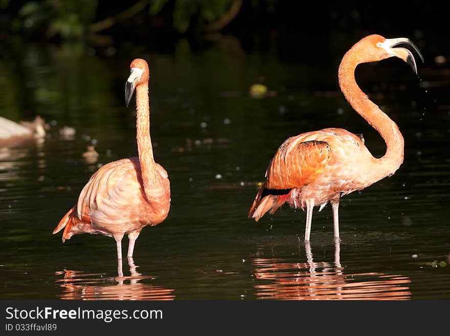 Pink Flamingo Standing