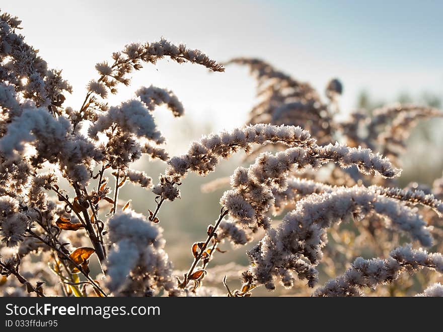 A Frozen Goldenrod