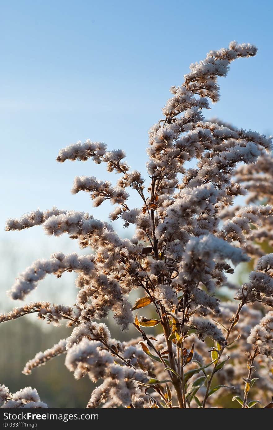 A Frozen Goldenrod