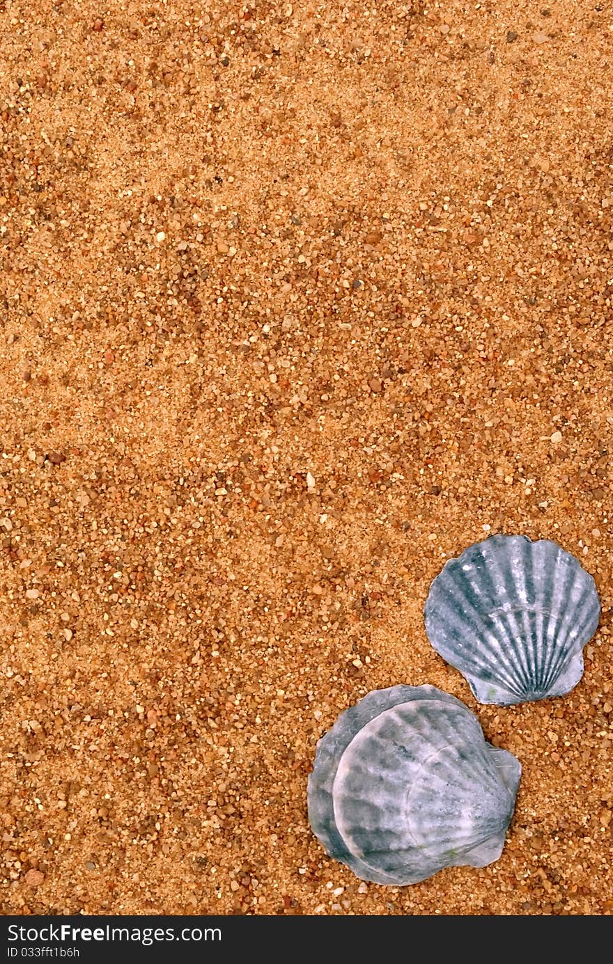 Sea style background from sand and shells. Sea style background from sand and shells