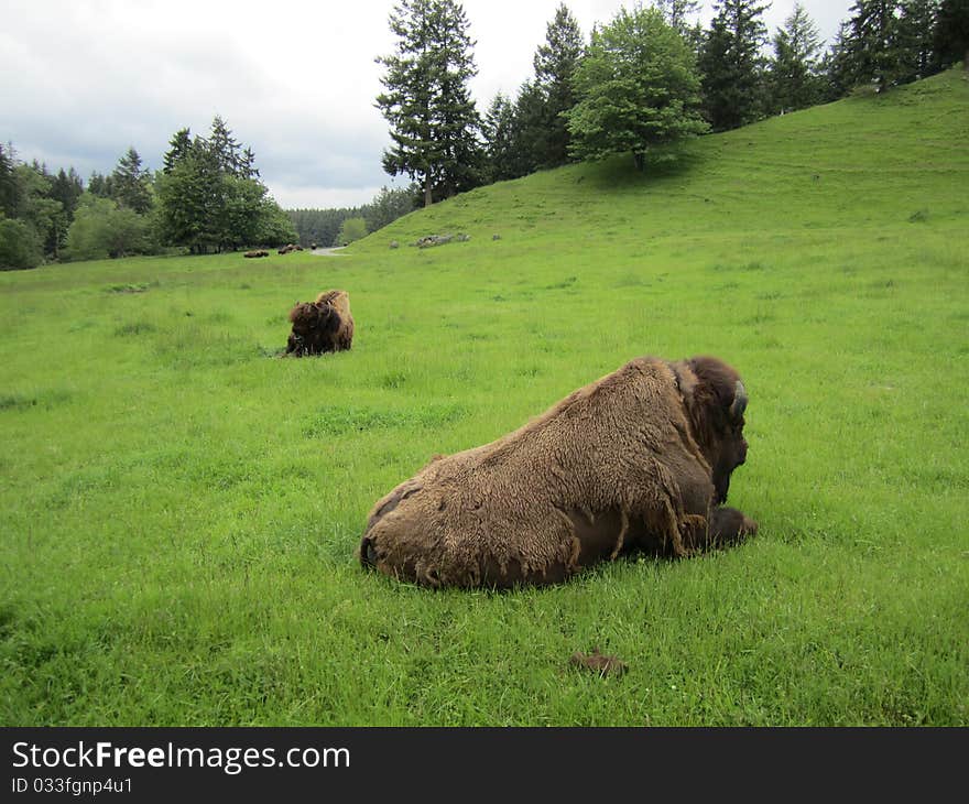 Two bison