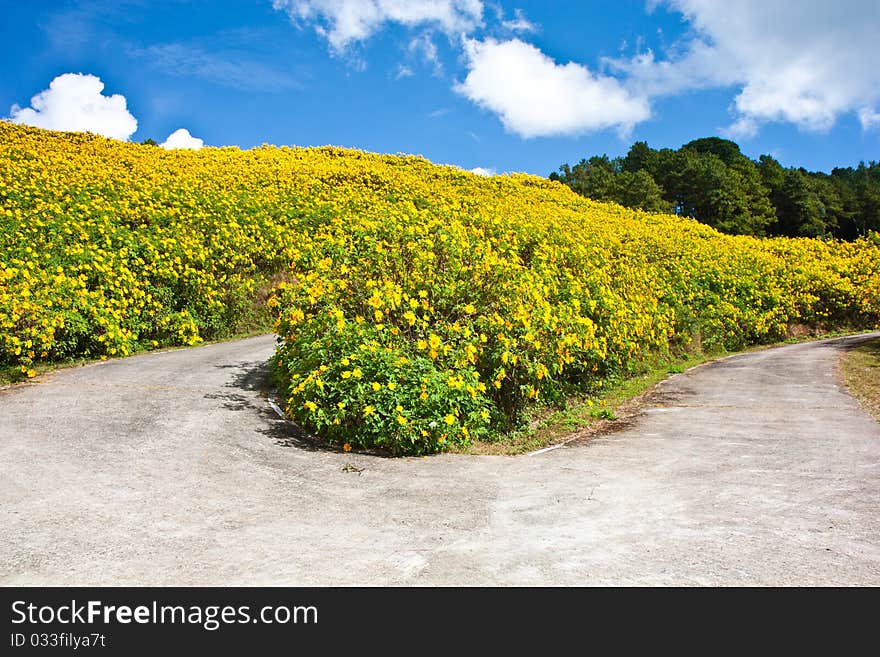 The road in flower yellow field