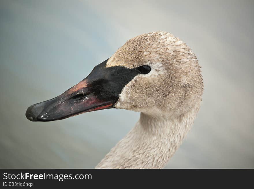 Trumpeter Swan with Muddy Beak