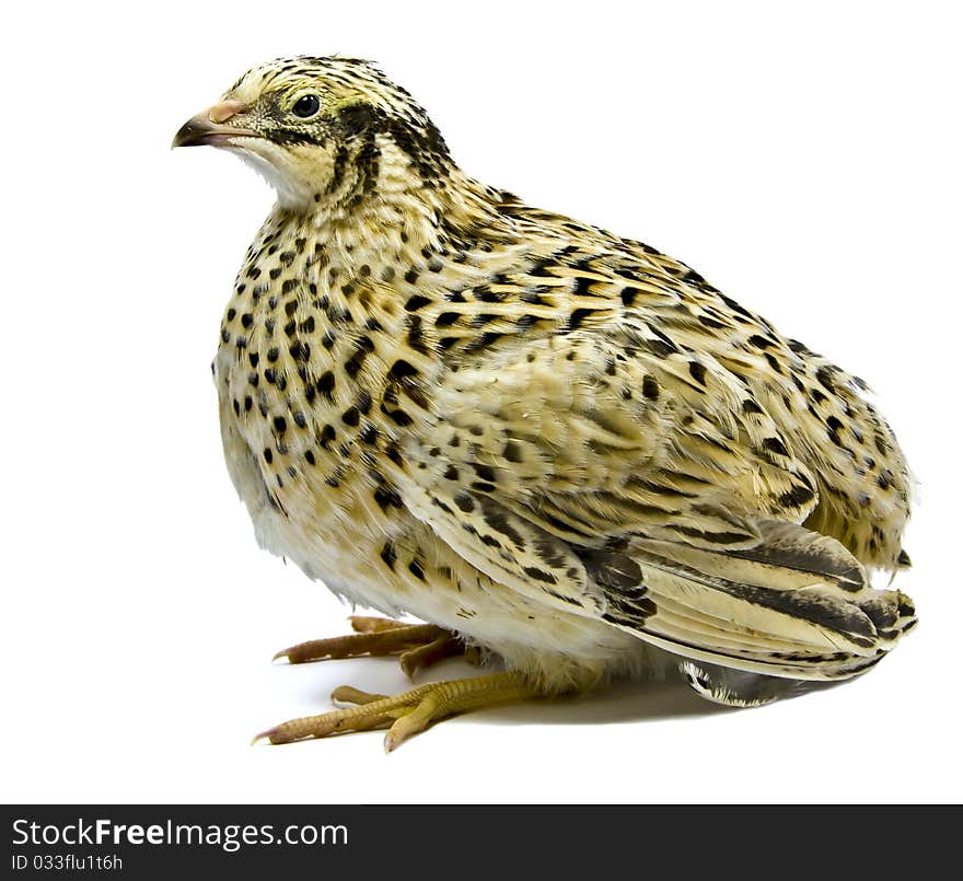 Adult Quail Of Yellow Strain