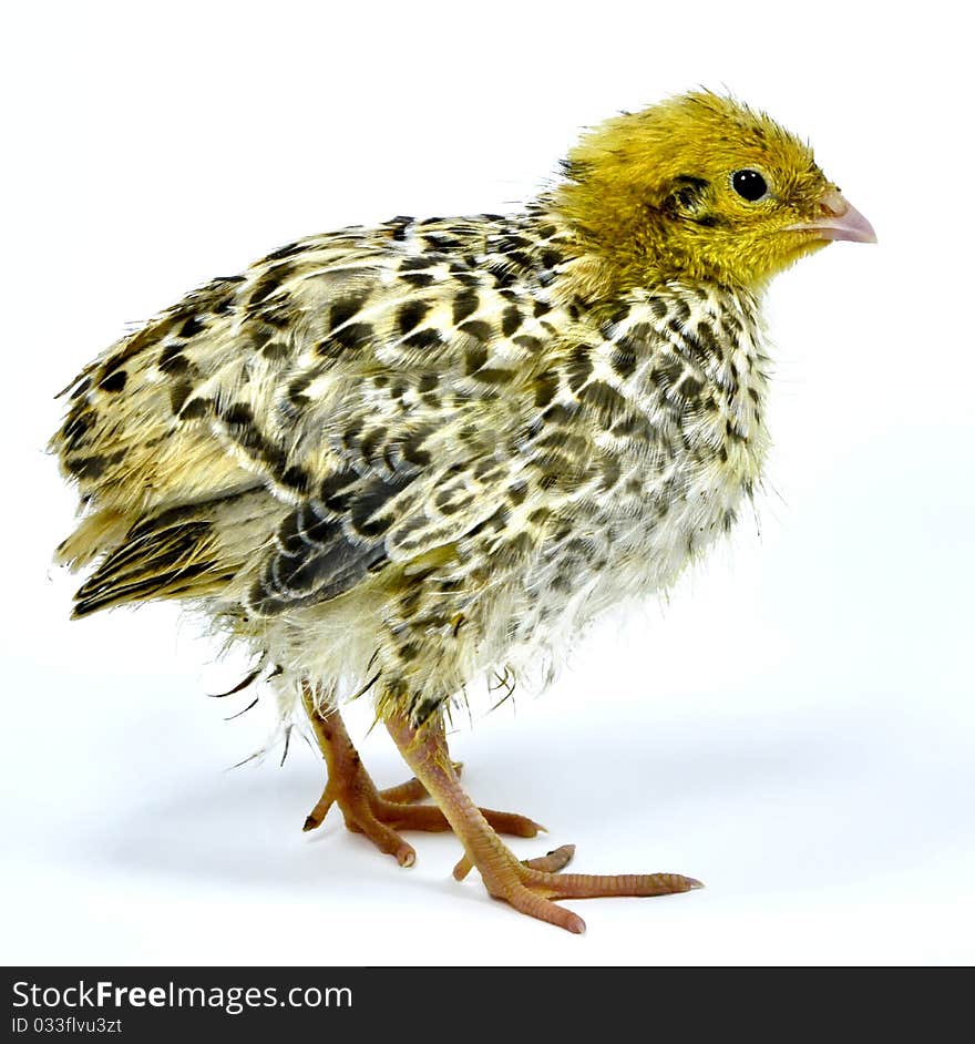 Nestling of yellow quail strain