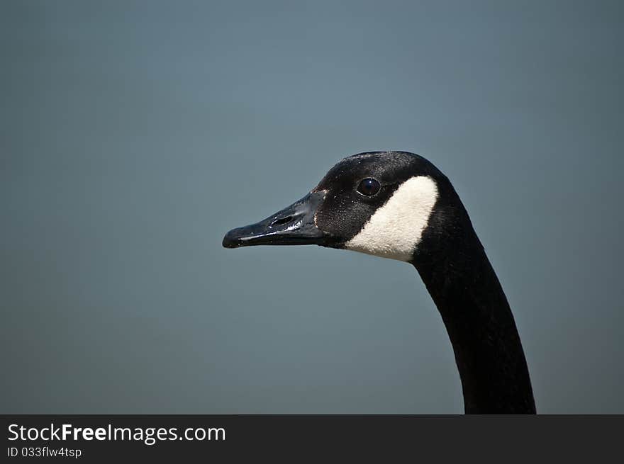 A closeup shot of the head and neck of a Canada Goose (Branta canadensis). A closeup shot of the head and neck of a Canada Goose (Branta canadensis).