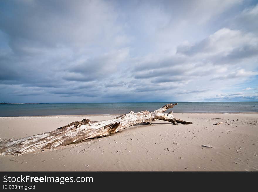 Driftwood on a Beach with Cloudy Sky