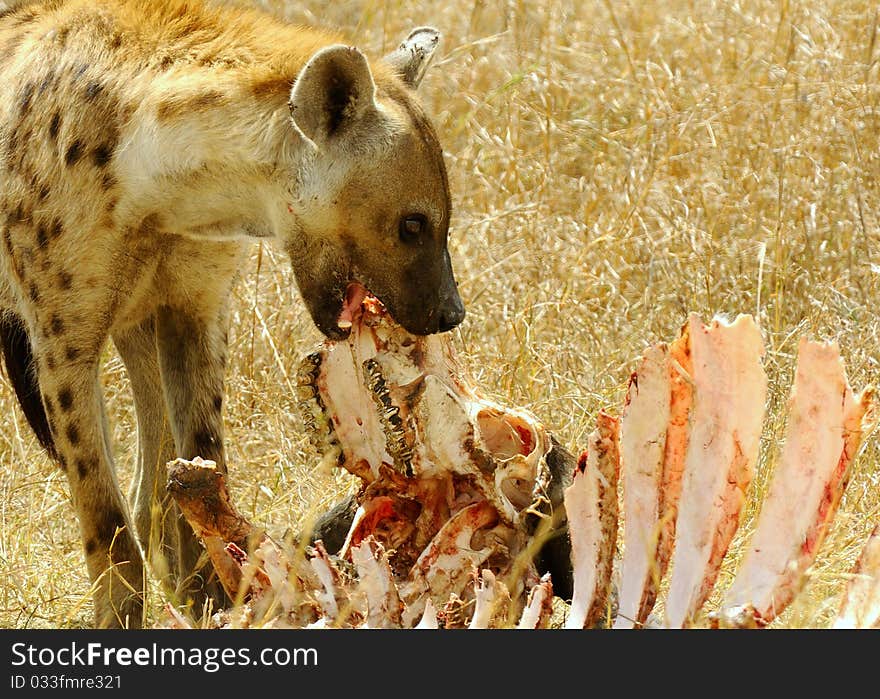 Spotted Hyaena eating a buffalo head