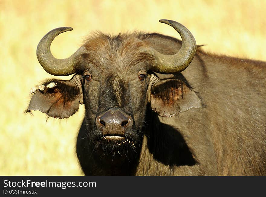 Savanna Buffalo Cow portrait while eating field