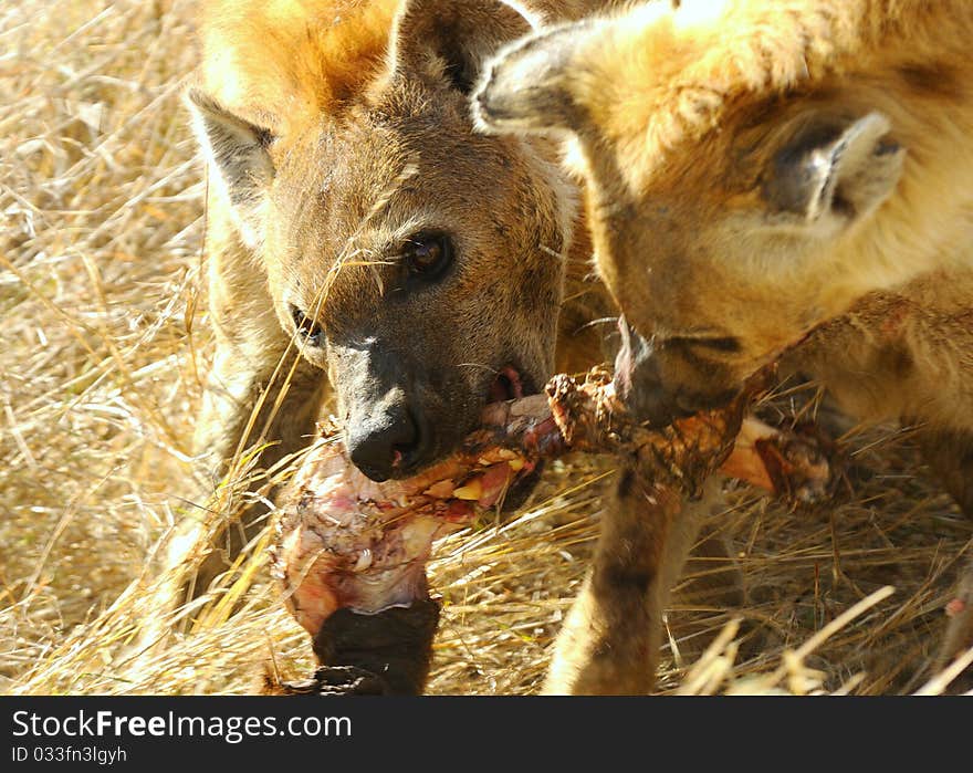 Two spotted hyaena are fighting for a buffalo foot