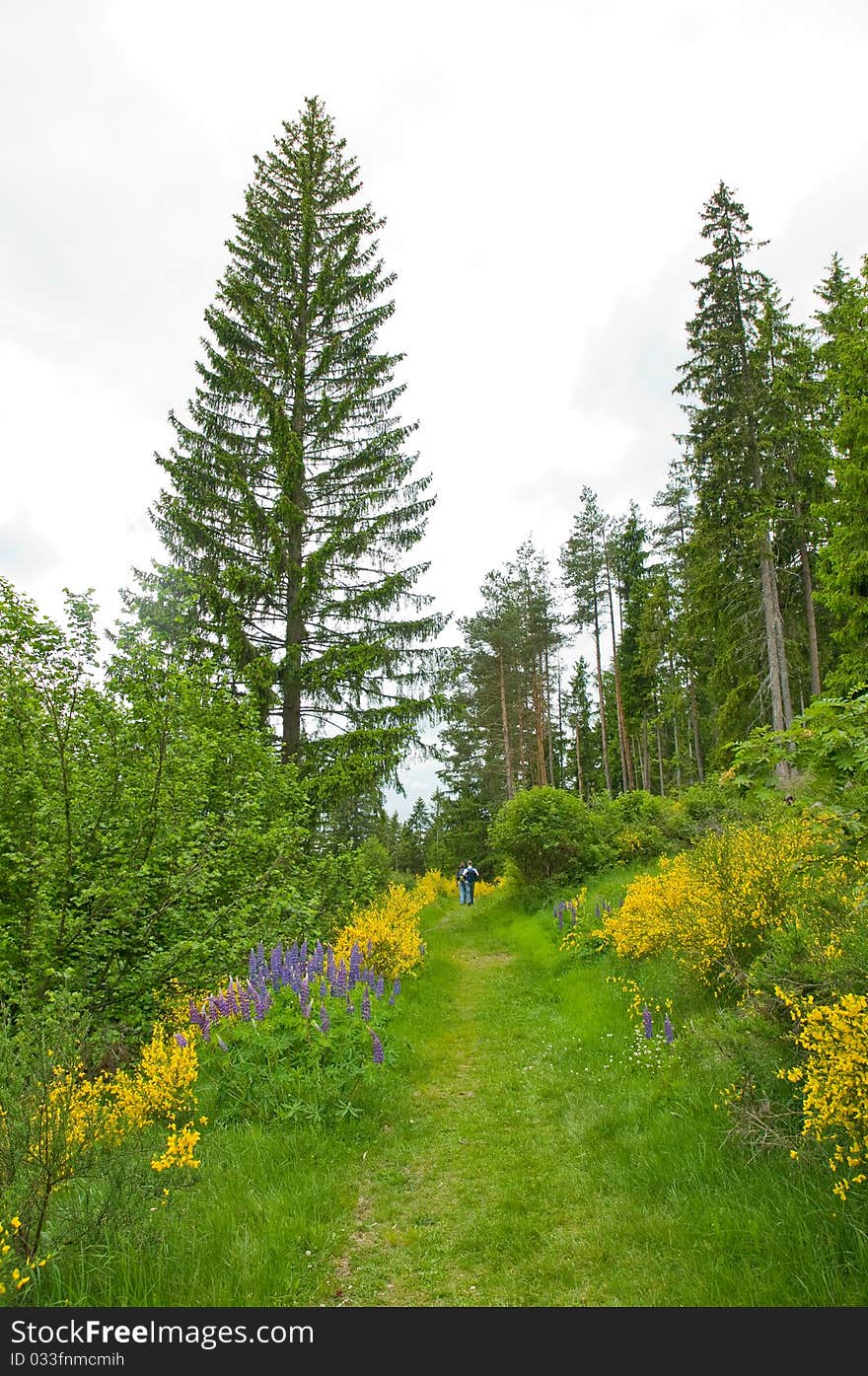 Broom and lupines