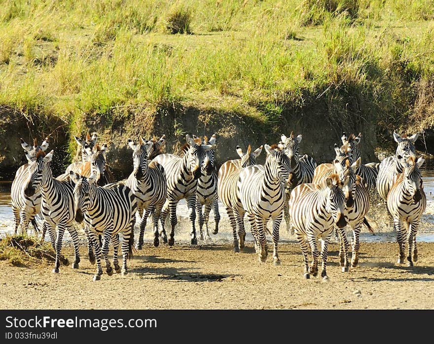 A group of zebras near water