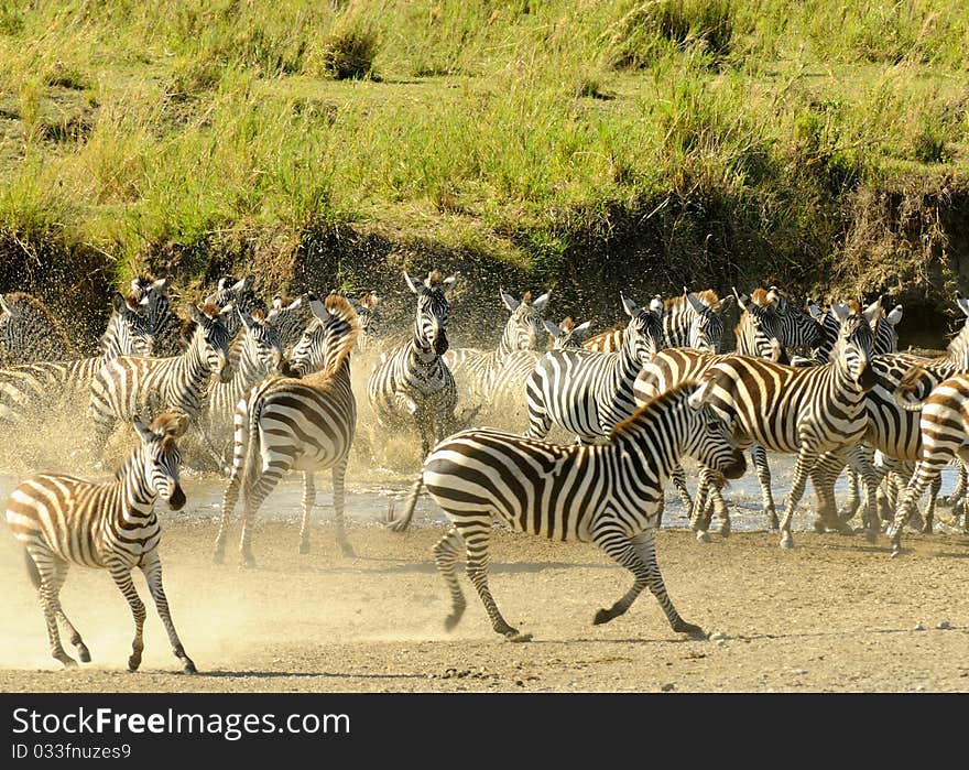 A group of zebras are running near water