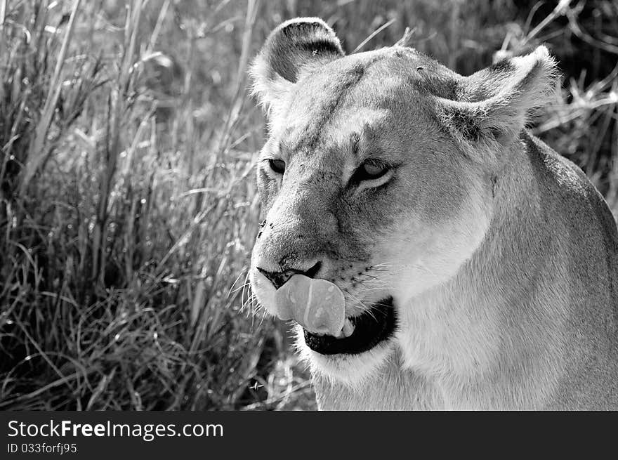 Lion famale is licking her face