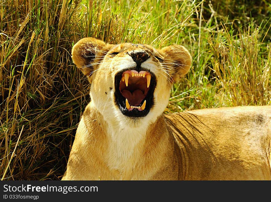 Lion female is showing us her mouth