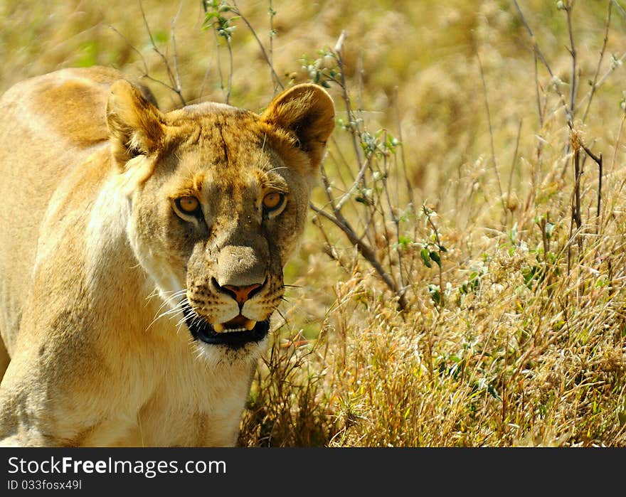 Lion female is walking in savanna