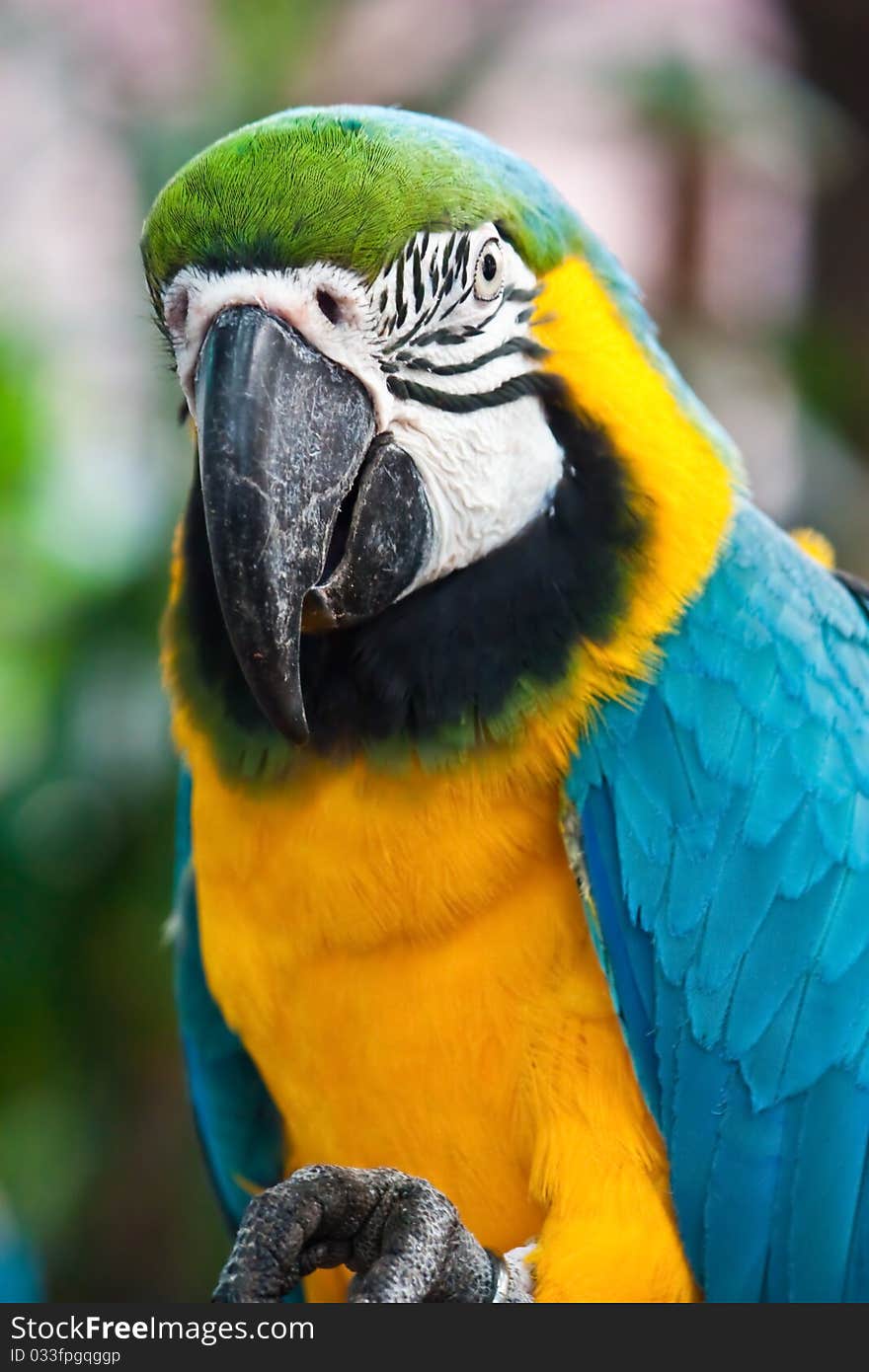 Macaw