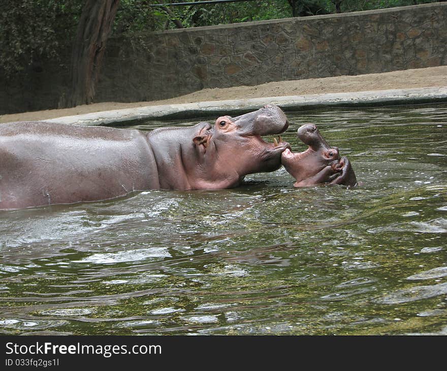 Hippopotamus is Playing with Own Child