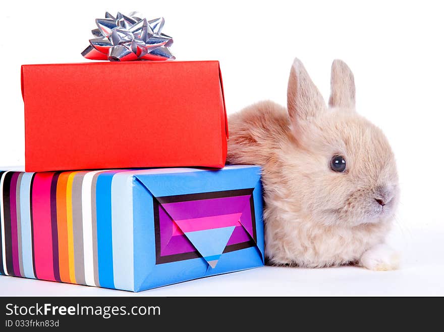 Brown rabbit and christmas boxes, isolated on white