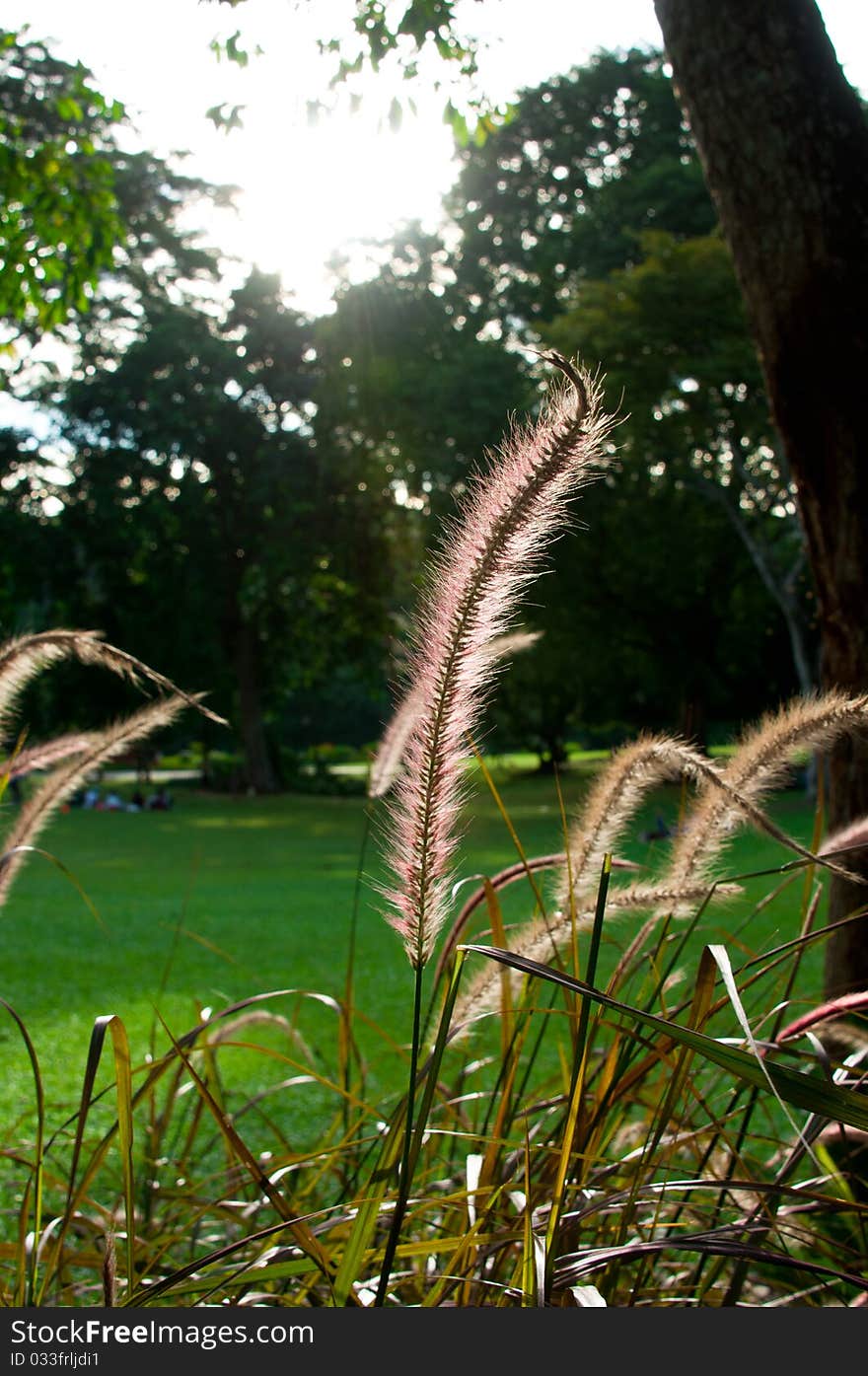 A fresh atmosphere in botanical garden and a direct sunshine to a reeds grass. A fresh atmosphere in botanical garden and a direct sunshine to a reeds grass