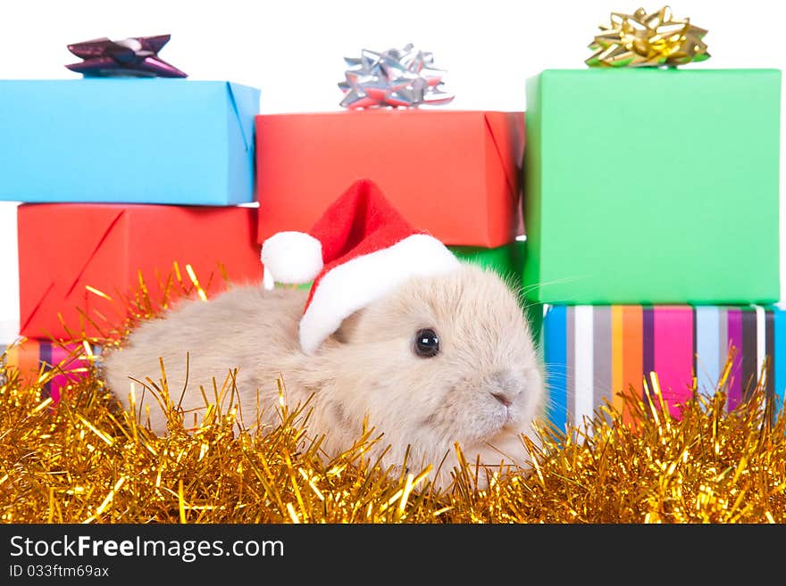 Brown rabbit in santa hat and christmas decoration