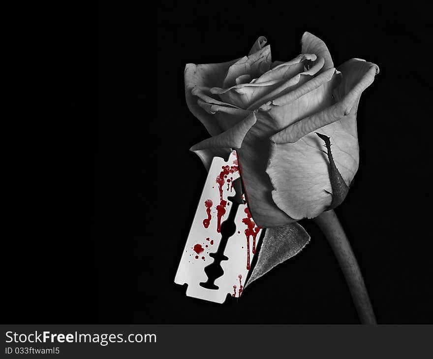 A black and white image of a rose with a bloody razor blade. A black and white image of a rose with a bloody razor blade