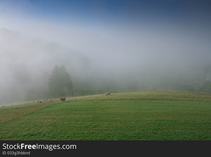 Cows in alpine fog