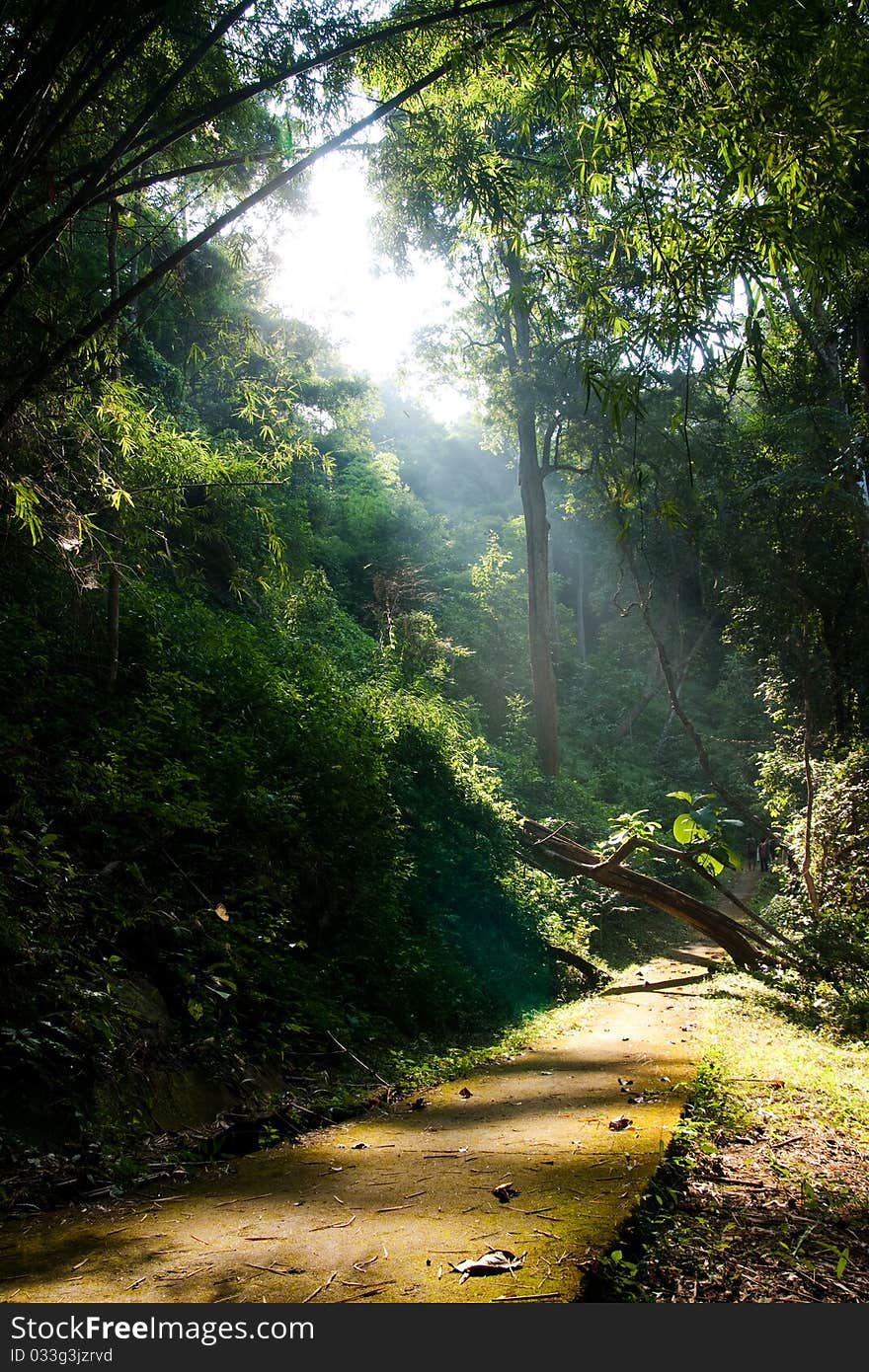 Sunlight shines on the path in the forest. Sunlight shines on the path in the forest.