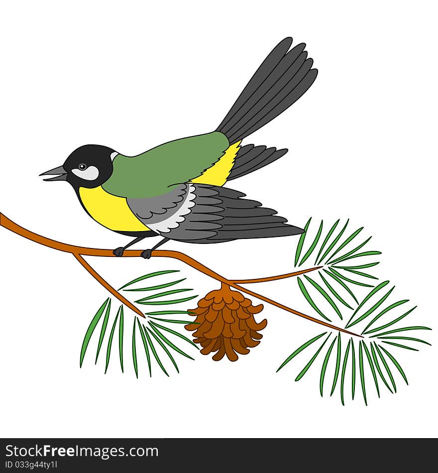 Bird titmouse sitting on a branch of a pine with needles and the cone, isolated. Bird titmouse sitting on a branch of a pine with needles and the cone, isolated