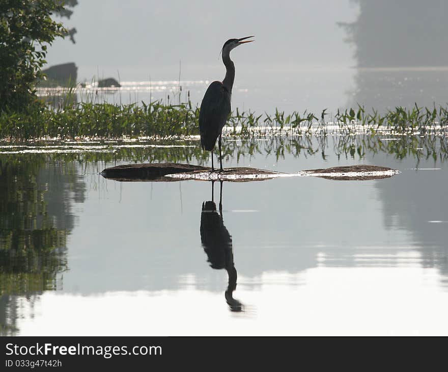 Great Blue Heron (Ardea herodeus)with early morning reflection - Haliburton, Ontario, Canada. Great Blue Heron (Ardea herodeus)with early morning reflection - Haliburton, Ontario, Canada