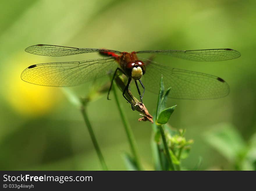 Red Dragonfly