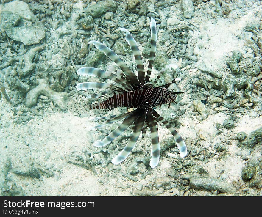 Lion Fish