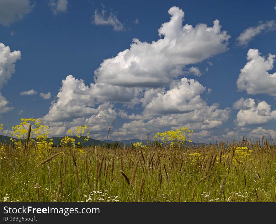 Summer landscape - a blossoming meadow and the cloudy sky