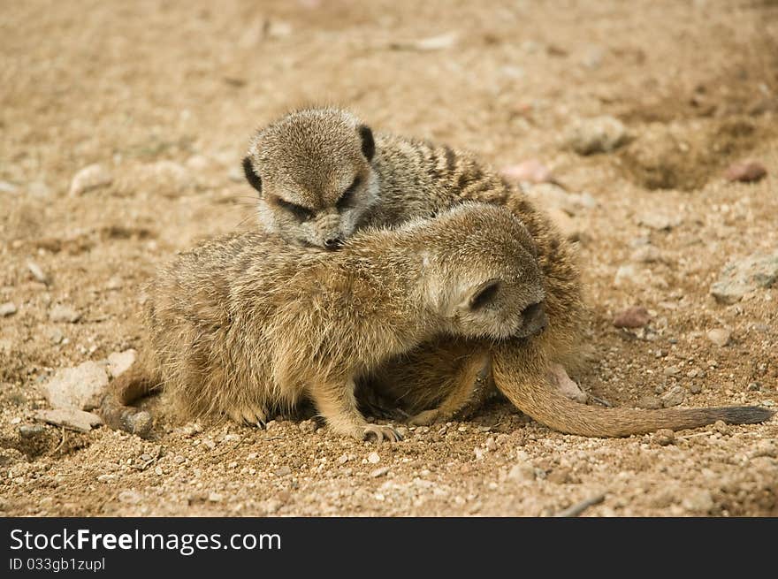 Baby suricates snuggling