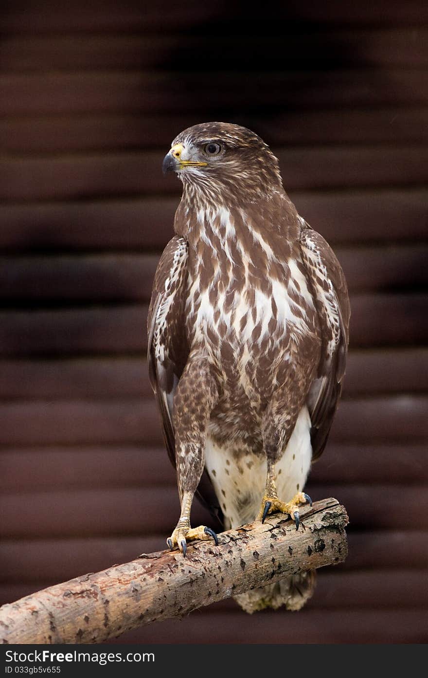 Falcon sitting on branch against brown background