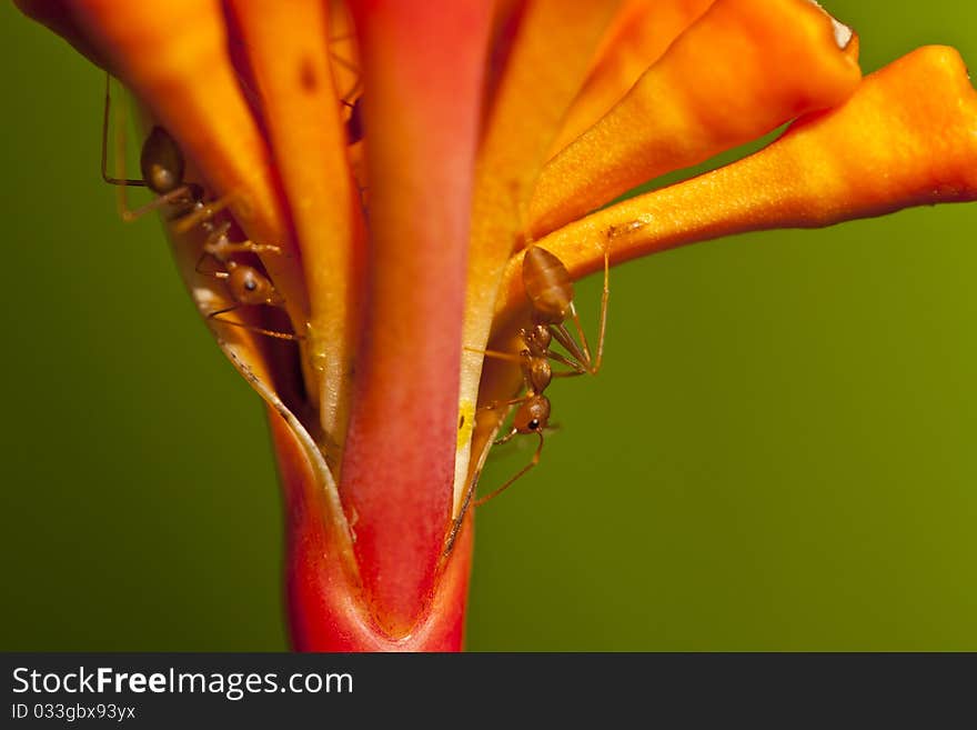 Red ants on red tropical flower. Red ants on red tropical flower